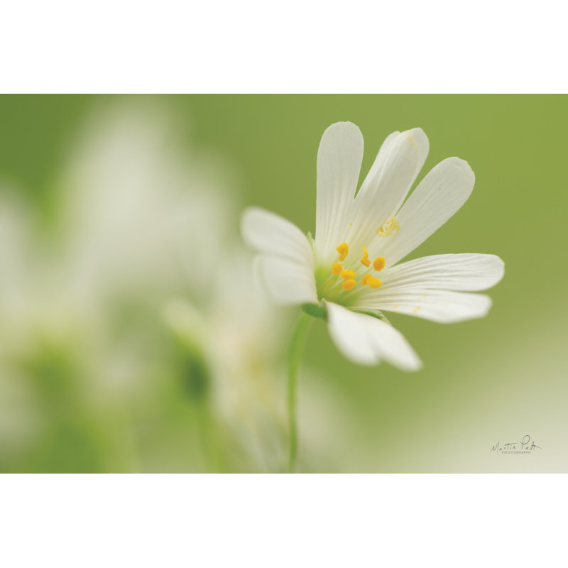 Stellaria Holostea par Martin Podt - reproduction, H 8 po x l 12 po, Toile tendue