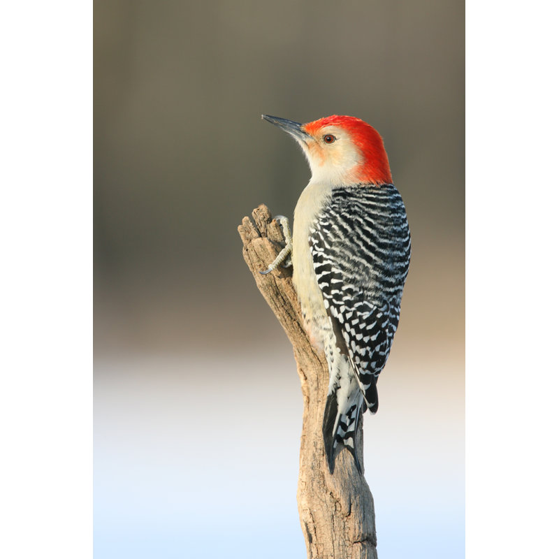 Woodpecker On A Tree Branch by Rpbirdman - Wrapped Canvas Print, 91cm H x 61cm W x 3.8cm D