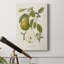 Vintage Pears II - impression sur toile tendue-1313909349
