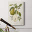 Vintage Pears II - impression sur toile tendue-1313909354