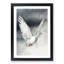 Flying Dove - Framed Print-55576393-55576395