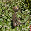 Isaiah Animals Metal Garden Statue
