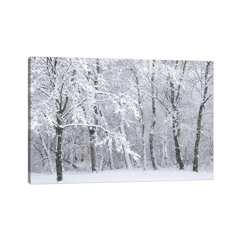 Snowstorm by Brian Wolf - Wrapped Canvas Print