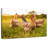 Brampt Chickens Looking For Food-108822185