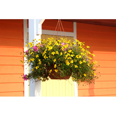 " Hanging Basket " by Onepony