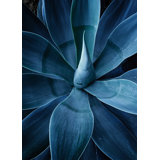 Shadow Agave Acrylic 3 Print by Christopher Kennedy