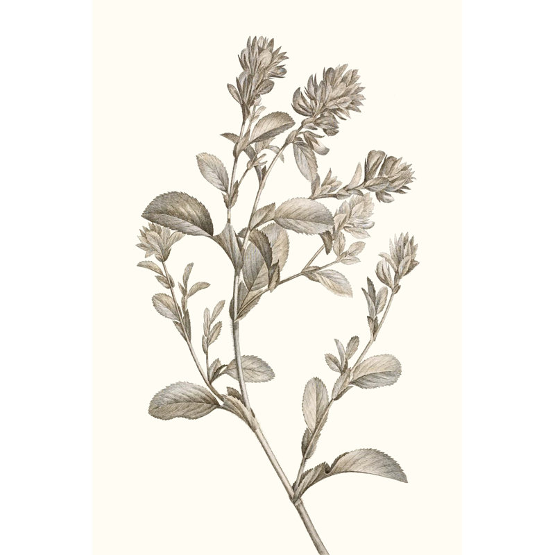 Neutral Botanical Study II by Vision Studio - Painting Print, 30cm H x 20cm W, Wrapped Canvas