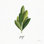 «Herbs II White» par Becky Thorns - reproduction d'art sur toile tendue