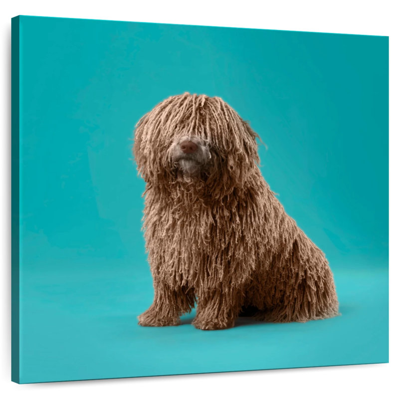 Crowle Komondor Dog, 36" H x 36" W