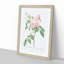 The Pale Pink Roses by Pierre-Joseph Redoute - Picture Frame Painting Print-55611831-55611832
