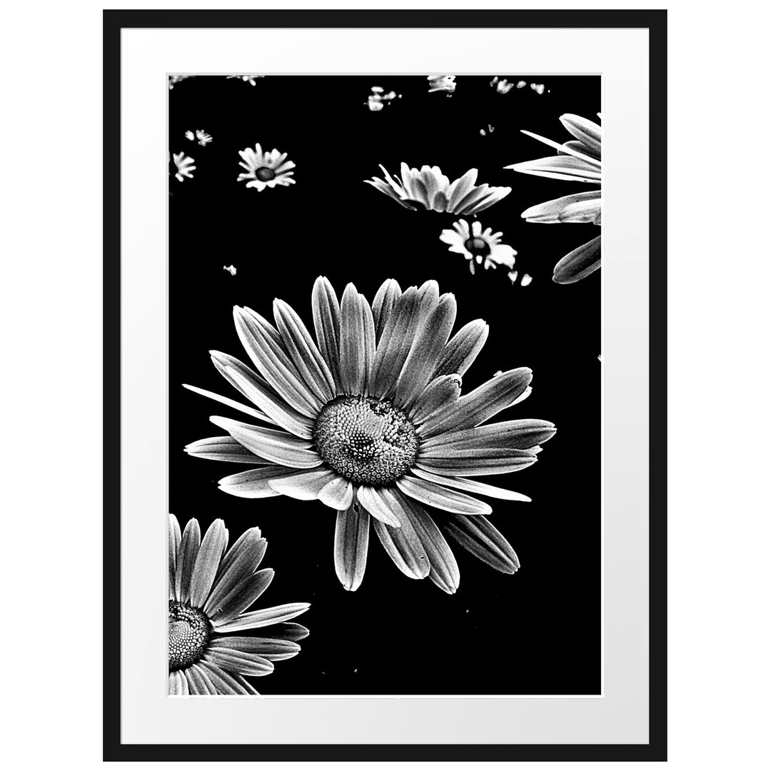 Gerahmtes Poster Dark Margeriten Blüten