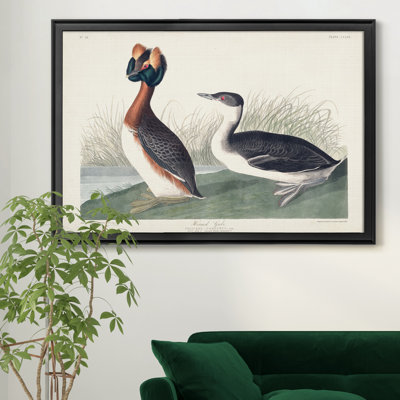 Horned Grebe - reproduction d'art sur toile encadrée