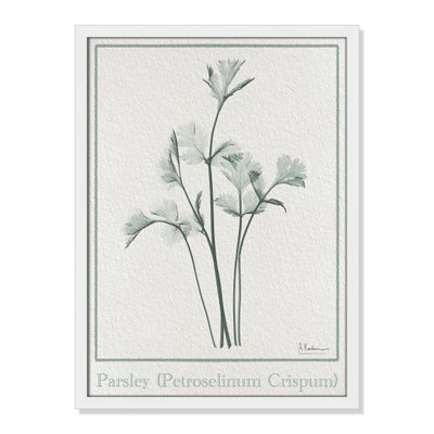 Jeanette "Parsley II" Print by Albert Koetsier