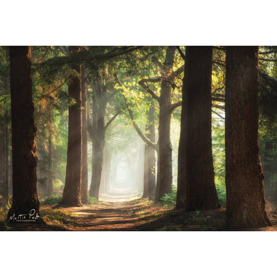 " Fresh Green Forest " by Martin Podt
