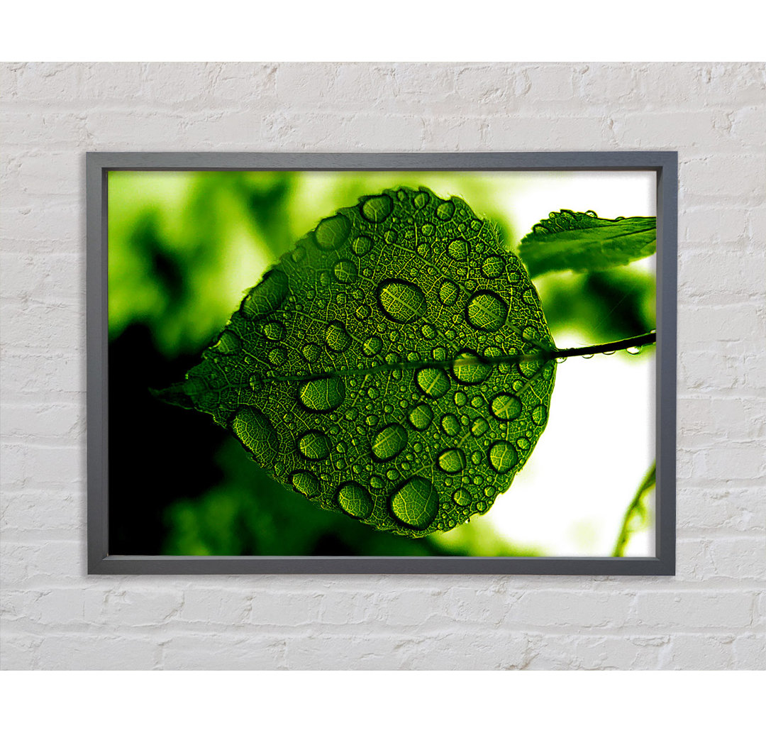 Morning Dew Leaf - Einzelbildrahmen Kunstdrucke auf Leinwand