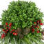 Holly Faux Boxwood Plant in Plastic Pot Liner