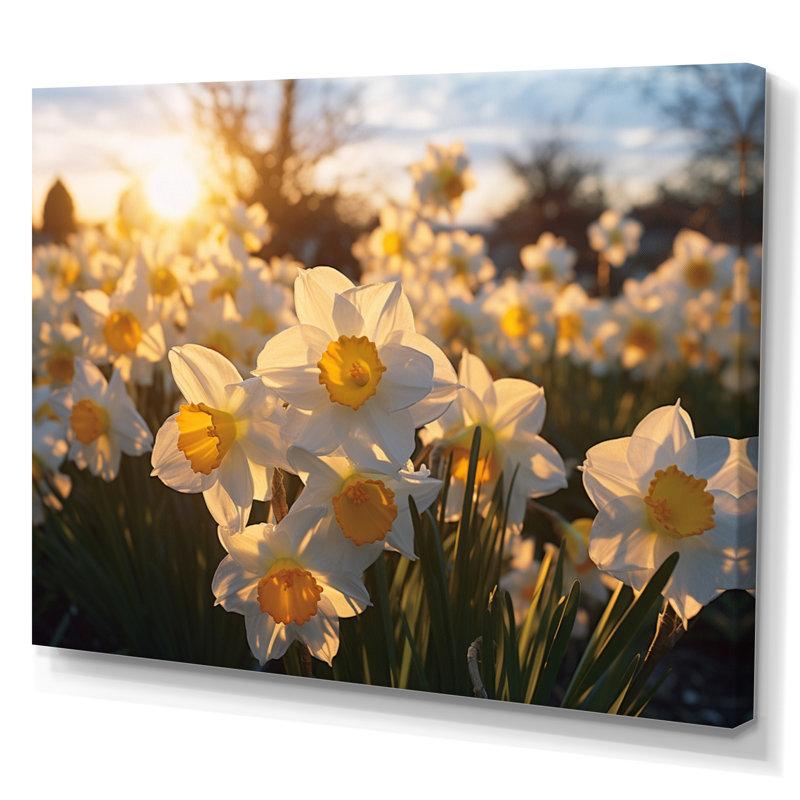 Daffodils Field Sunrise I - Floral Wall Decor, H 34 po x l 44 po, Toile tendue
