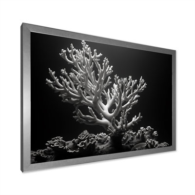 " Black And White Anemoner Color Photo II "
