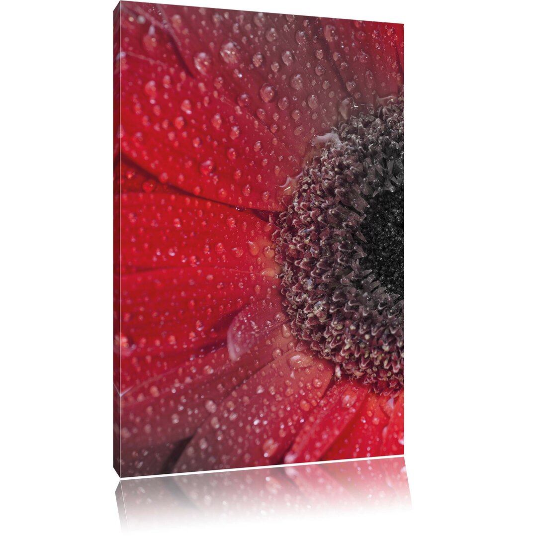 Leinwandbild Rote Gerbera mit Wassertropfen