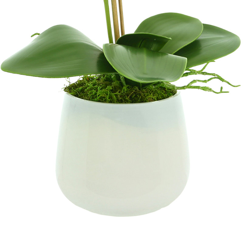 Orchid Arrangement In A Glass Vase With Orchid Leaves And Moss