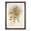 Magnolia Flowers Illustration Tab. 65 by Frederick Sander - Picture Frame Painting Print-55760186-55760189