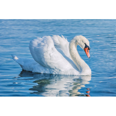 " Swan On The Lake "