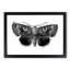 Epione Underwing Moth by S.F. Denton - Picture Frame Painting Print-55539750-55539751