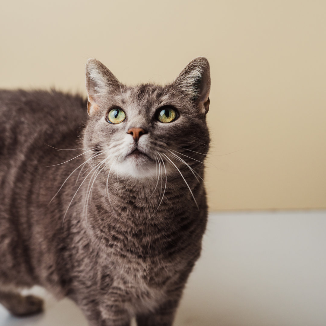 Adorable Curious Pet Cat At Home von Knape - Kunstdrucke ohne Rahmen auf Leinwand