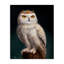 «Snowy Owl King», toile par Lucia Heffernan-2006634699