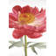 Imprimé floral pivoine rose-347289565
