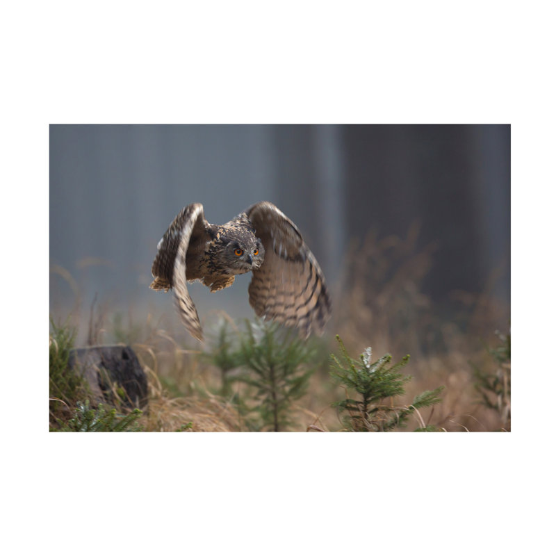 Milan Zygmunt Eurasian Eagle Owl Canvas Art, H 12 po x l 19 po