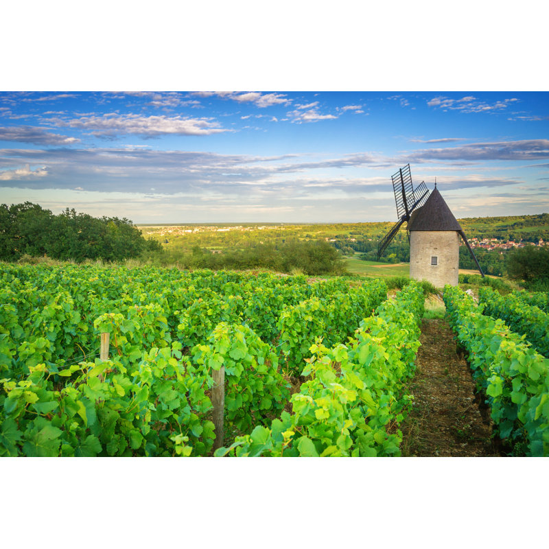 Burgundy Vineyard by Tichr - Wrapped Canvas Print, 81cm H x 122cm W