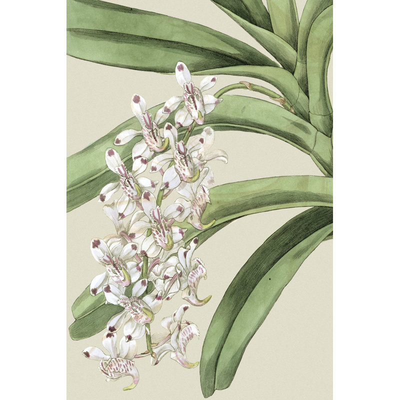 Small Orchid Blooms I by Vision Studio - Wrapped Canvas Print, 46cm H x 30cm W x 3.8cm D