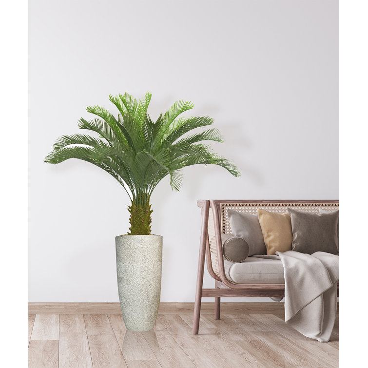 Panama 48" Cycas Palm Tree in Pot