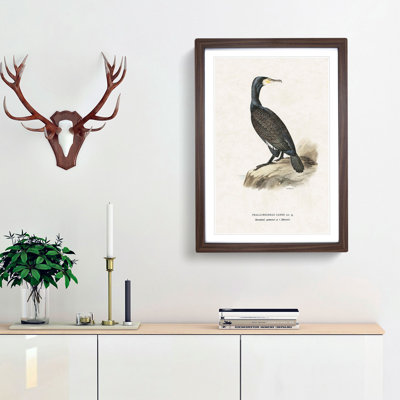 Great Cormorant by Von Wright - Framed Print