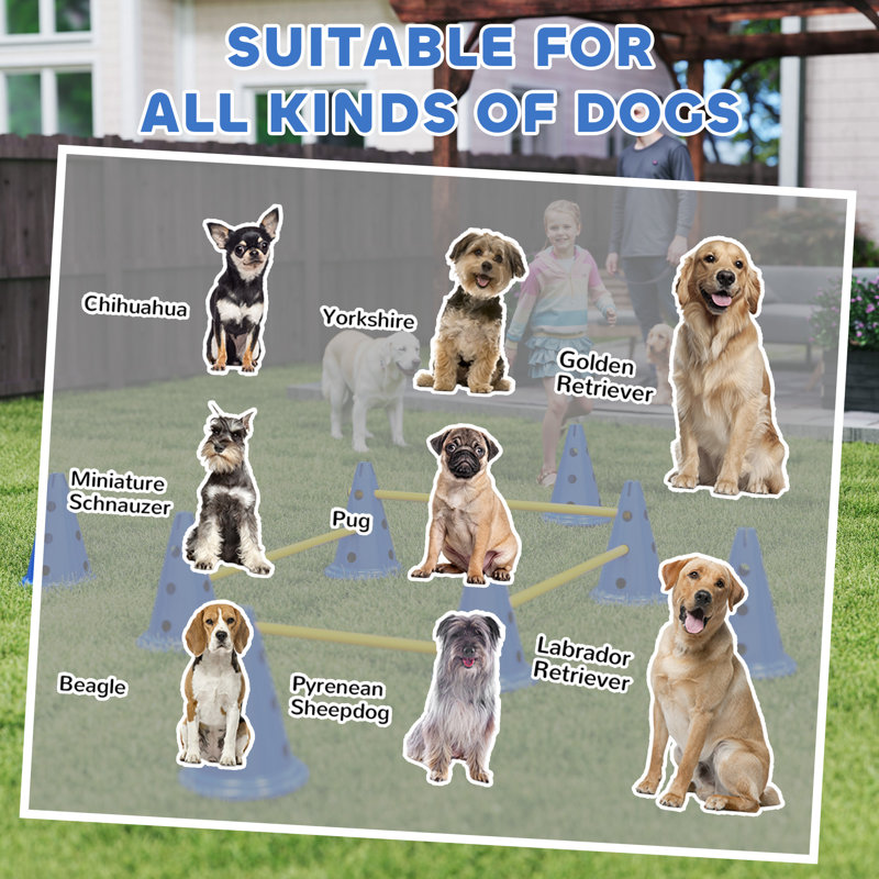 30cm H Plastic Dog Agility, Blue