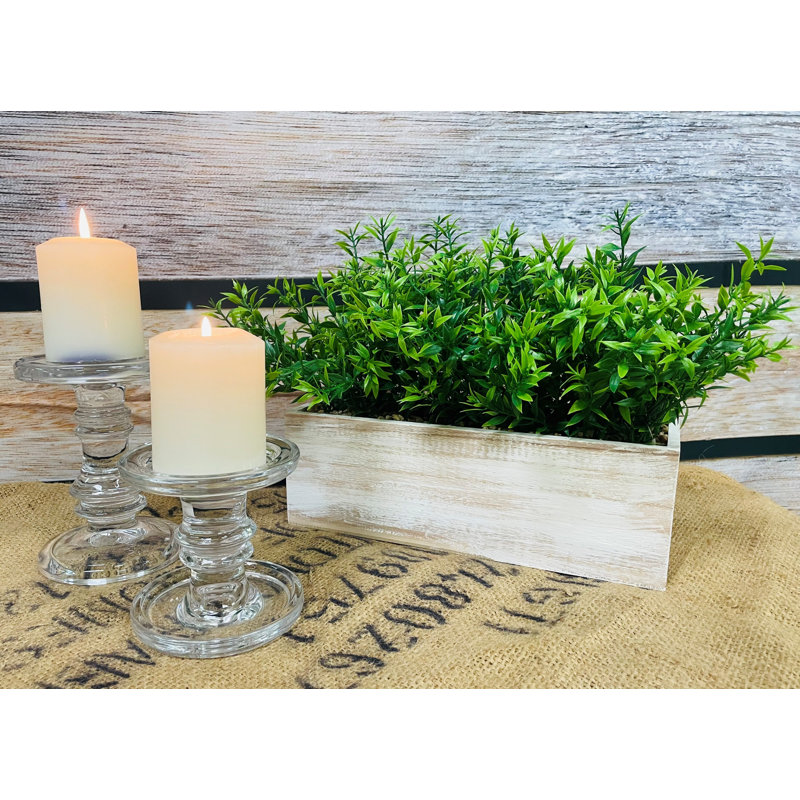 Water Grass in Wood Box 10 "