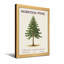 Plantes et fleurs, pin de Norfolk, reproduction d'art botanique-886346188-886346185-886346184