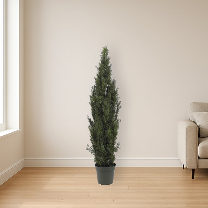 Mini Cedar Pine Silk Tree