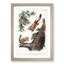 Two Flying Squirrels by J.W. Audubon - Picture Frame Painting Print-55777904-55777899