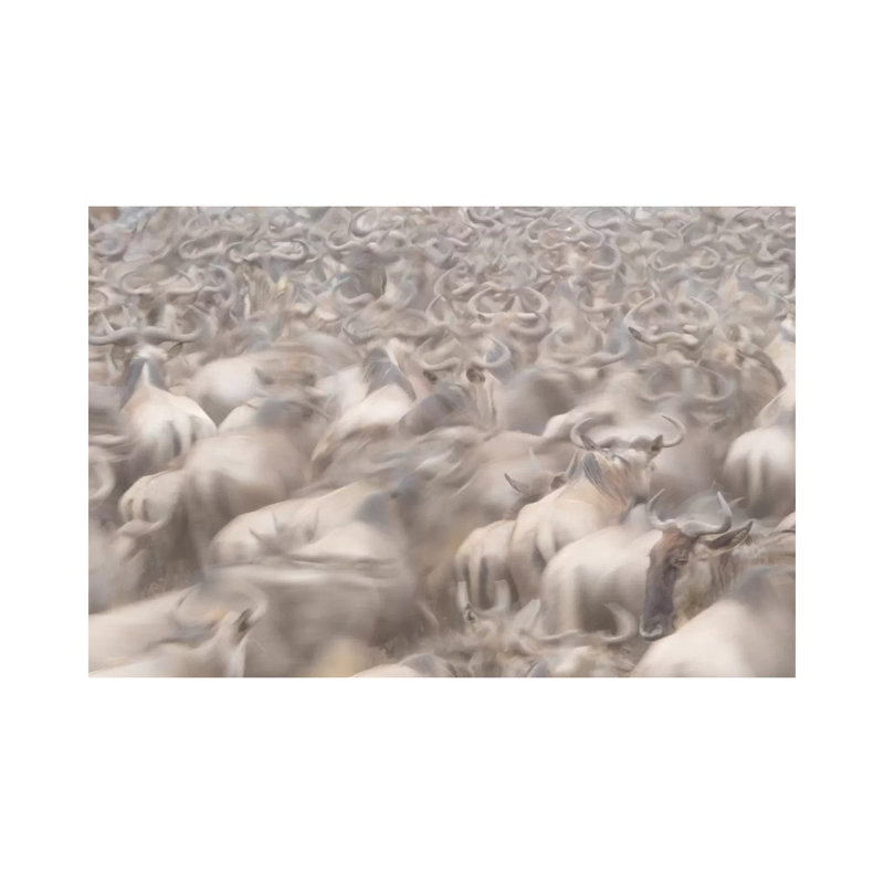 Africa, Kenya. Dusty Wildebeest Herd. - Wrapped Canvas Print