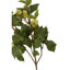 Fiori Hops Arrangement