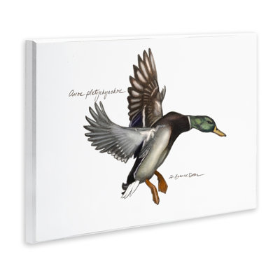 «Canard colvert volant» par Jadei