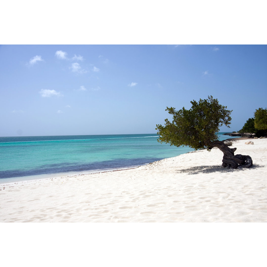 Dividivi Baum Aruba von Dutchgraphy - Leinwandbild