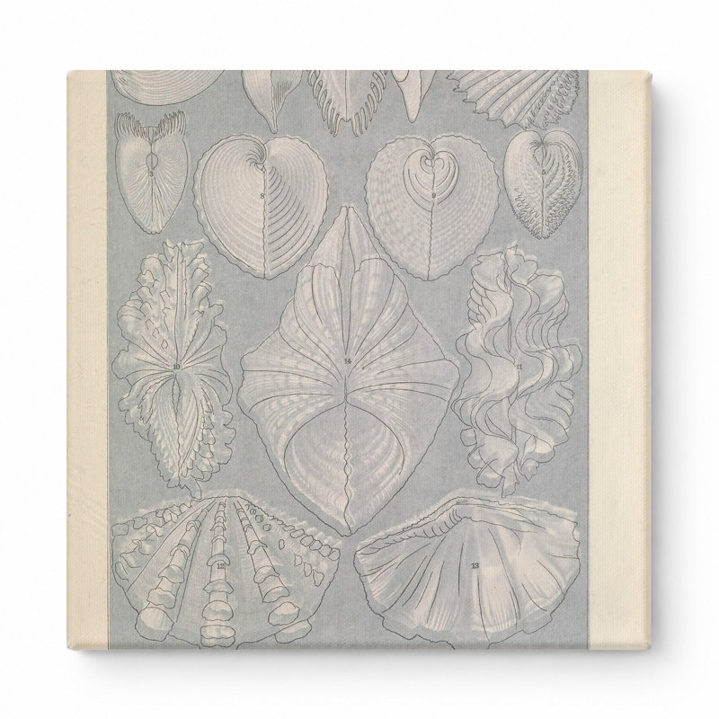 Art textuel carré, Tafel 55 - Acephala (Bivalves) (1904), 16" W x 16" H