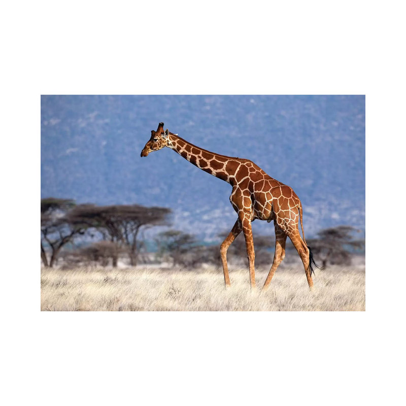 Giraffe Reticulated Male Kenya - Wrapped Canvas Print, 20.32 cm H x 30.48 cm W