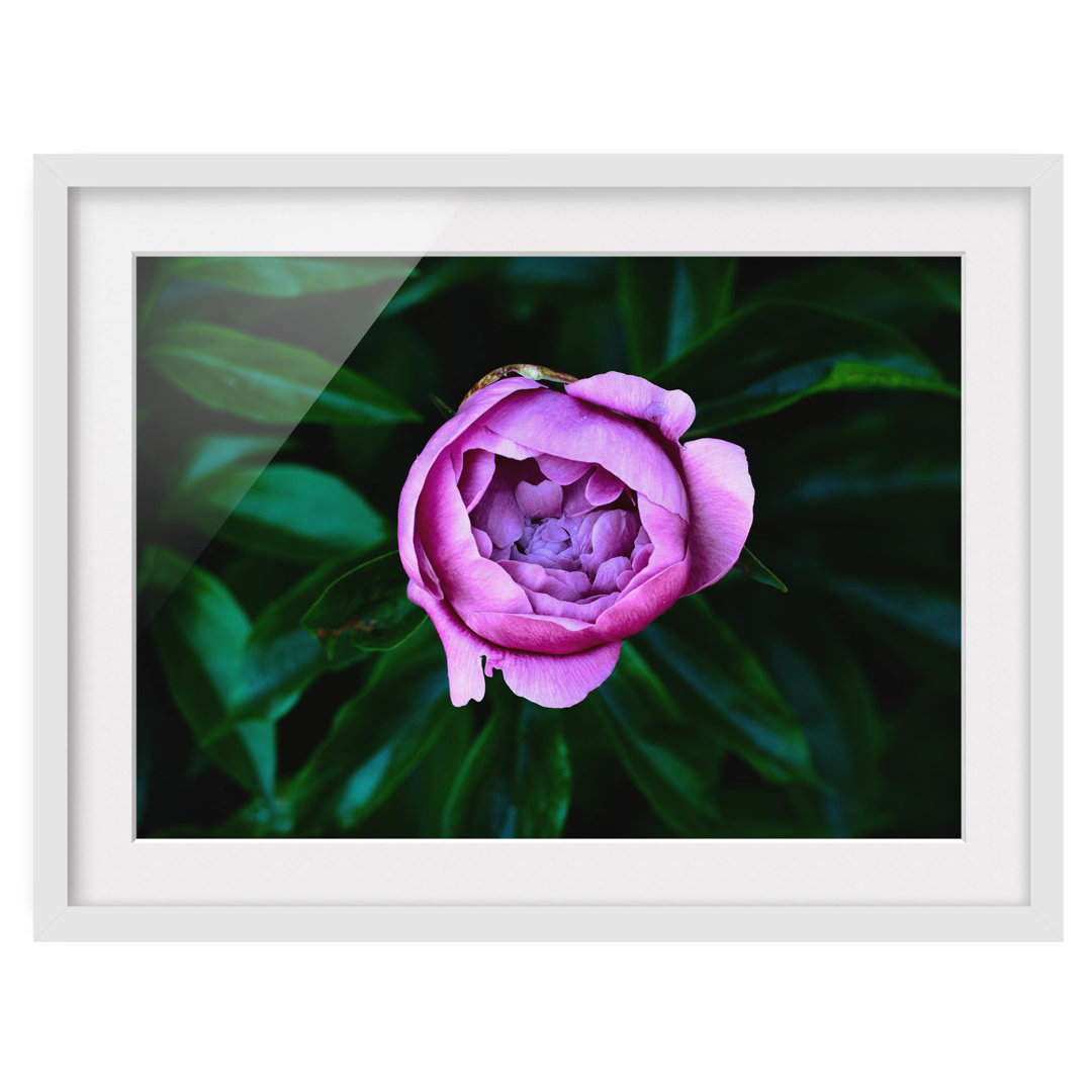 Gerahmter Grafikdruck Purple Peony Blossom vor den Blättern