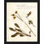 Pressed Botanical 22 Painting