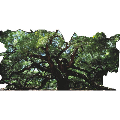 SP13160 Angel Oak Southern Live