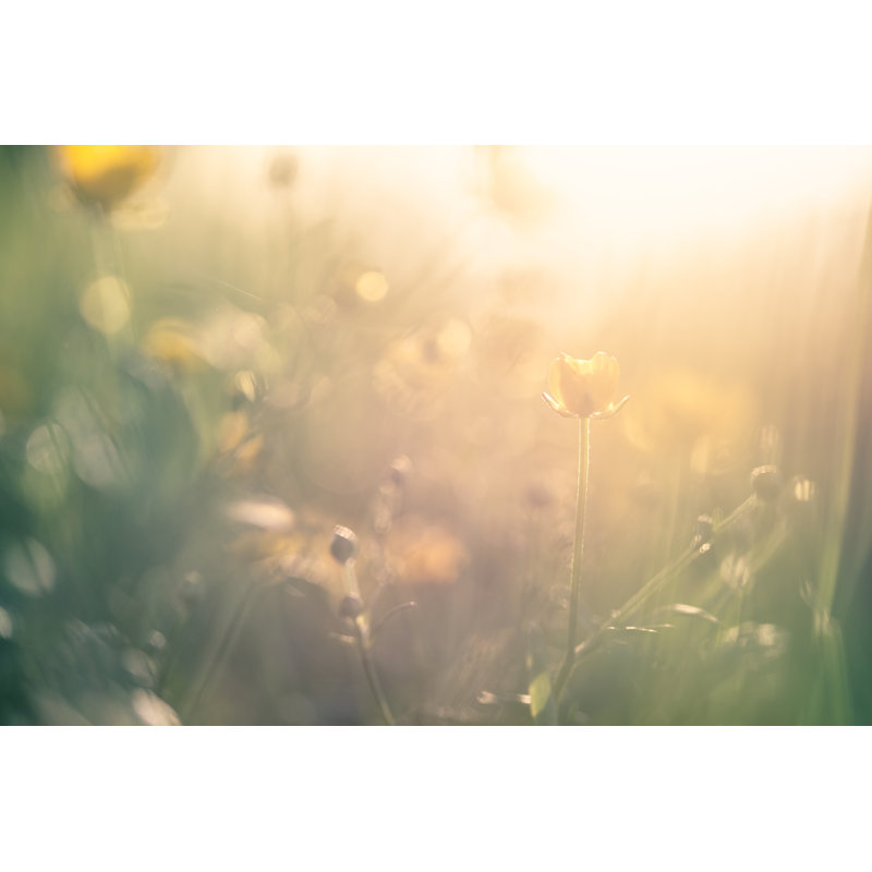 Buttercups In Meadow by Jeja - No Frame Print on Canvas, 51cm H x 76cm W